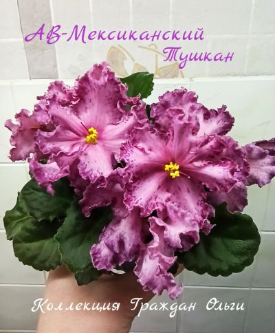Лот: 18670914. Фото: 1. Фиалка АВ-Мексиканский тушкан... Горшечные растения и комнатные цветы