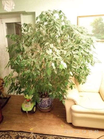 Лот: 6979827. Фото: 1. Фикус бенджамина. Горшечные растения и комнатные цветы