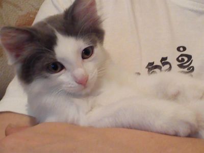 Лот: 3454840. Фото: 1. котёночек 2 месяца ищет заботливых... Кошки, котята