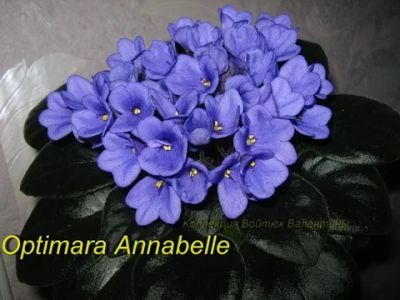 Лот: 7379006. Фото: 1. Фиалка Optimara Anabelle - детка. Горшечные растения и комнатные цветы