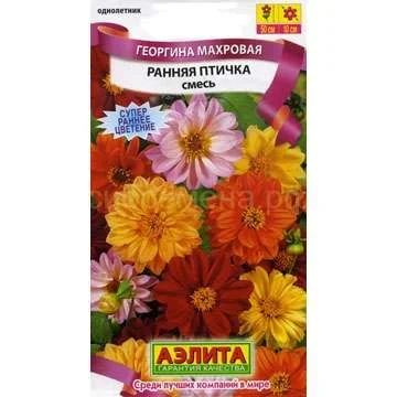 Лот: 11024721. Фото: 1. Георгин Ранняя птичка смесь Е... Садовые цветы
