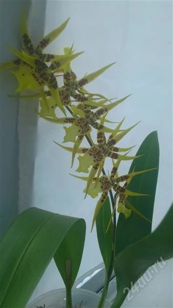 Лот: 2060820. Фото: 1. орхидея Брассия. Горшечные растения и комнатные цветы