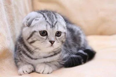 Лот: 10413926. Фото: 1. куплю котенка вислоухого вискаса. Кошки, котята