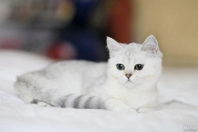 Лот: 10338546. Фото: 1. Продам британского котенка - девочка... Кошки, котята