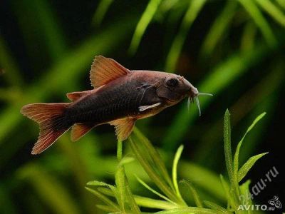 Лот: 2817161. Фото: 1. Corydoras sp. black Venezuela. Рыбки