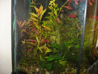 Лот: 148463. Фото: 1. Растения: Людвигия и валиснерия. Водные растения