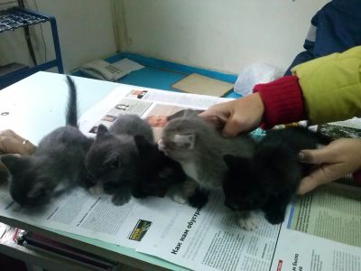 Лот: 4482492. Фото: 1. Отдам милых котят в добрые руки... Кошки, котята