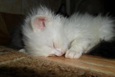Лот: 3764307. Фото: 1. котейка британской длинношерстной. Кошки, котята