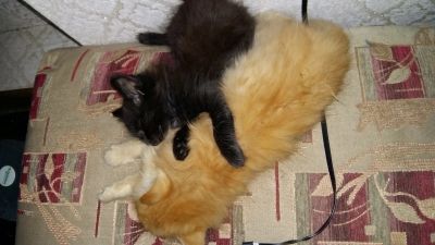 Лот: 12521540. Фото: 1. Отдам котят. Кошки, котята