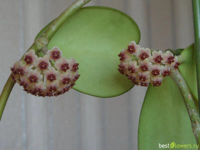 Лот: 19113862. Фото: 1. Хойя керри (Hoya Kerrii). Горшечные растения и комнатные цветы