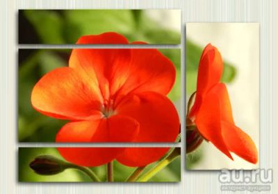Лот: 9434097. Фото: 1. Модульная картина «Яркая Герань... Холсты чистые