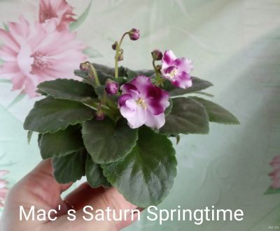 Лот: 18240040. Фото: 1. Фиалка мини Mac's Saturn Springtime... Горшечные растения и комнатные цветы