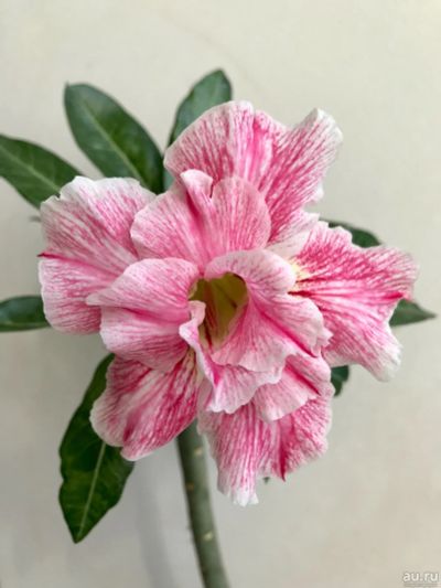 Лот: 17933013. Фото: 1. Адениум Siam Country Rose. Горшечные растения и комнатные цветы