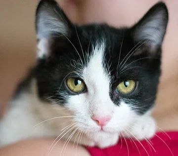 Лот: 8538265. Фото: 1. Котик только в хорошие руки. Кошки, котята