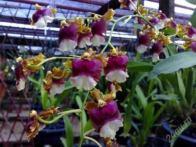 Лот: 1334903. Фото: 1. орхидея онцидиум Onc.Hawaiian... Горшечные растения и комнатные цветы