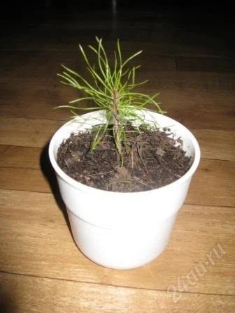 Лот: 951249. Фото: 1. саженцы сосны от 10 до 50 см. Другое (растения и животные)