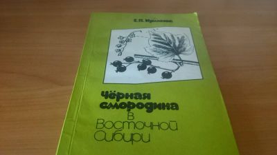 Лот: 9130574. Фото: 1. Черная смородина в Восточной Сибири... Сад, огород, цветы