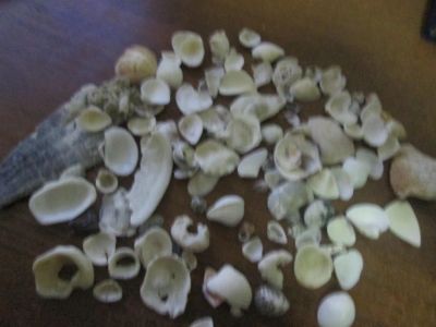 Лот: 5115757. Фото: 1. мини раковины морские. Разное