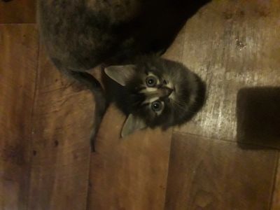 Лот: 12133665. Фото: 1. Подарю котёнка мальчик. Кошки, котята