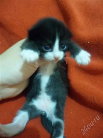Лот: 2063344. Фото: 1. милые котята. Кошки, котята