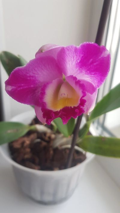 Лот: 18586414. Фото: 1. Орхидея (цветет). Горшечные растения и комнатные цветы