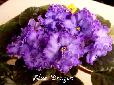Лот: 5209194. Фото: 1. Фиалка сортовая Blue Dragon лист. Горшечные растения и комнатные цветы