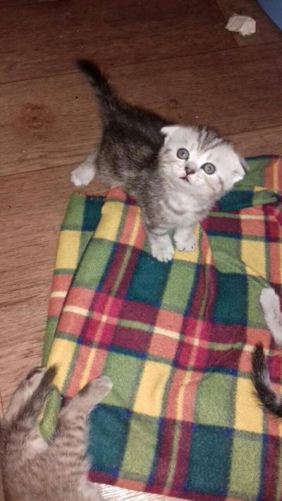 Лот: 7339815. Фото: 1. Котята шотландские вислоухие. Кошки, котята