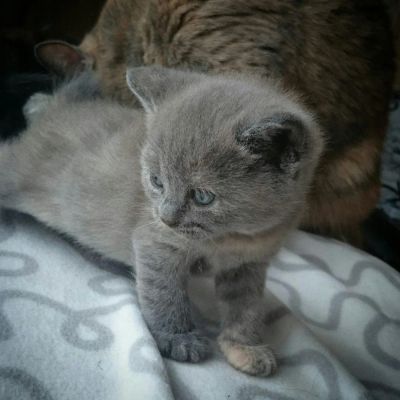 Лот: 7826097. Фото: 1. Британский котенок девочка. Кошки, котята
