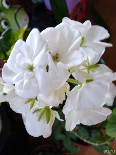 Лот: 13791704. Фото: 1. Пеларгония (герань) белая. Горшечные растения и комнатные цветы