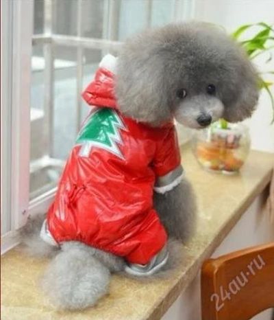 Лот: 2357454. Фото: 1. Зимний комбинезон для собачки. Ошейники, одежда, конное снаряжение