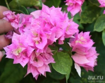 Лот: 13788104. Фото: 1. Бугенвиллия Double Pink (Б9)розовая. Горшечные растения и комнатные цветы