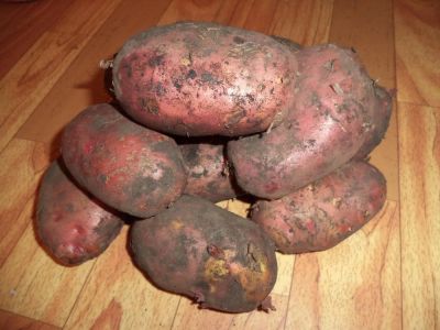 Лот: 4593879. Фото: 1. продам отличный картофель оптом... Картофель