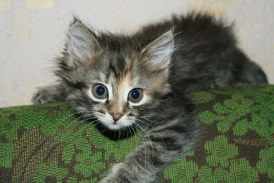 Лот: 4937748. Фото: 1. Девочка. Кошки, котята