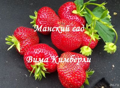 Лот: 5969684. Фото: 1. Рассада садовой земляники(клубники... Другое (семена, рассада, садовые растения)