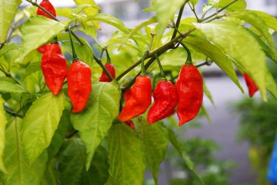 Лот: 5296654. Фото: 1. Экстремально острый перец Bhut... Другое (семена, рассада, садовые растения)