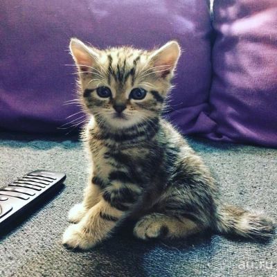 Лот: 9599863. Фото: 1. котята британцы. Кошки, котята