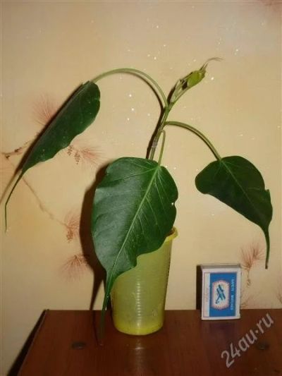 Лот: 978667. Фото: 1. Фикус религиозный Ficus religiosa. Горшечные растения и комнатные цветы