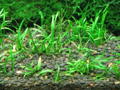 Лот: 9228558. Фото: 1. Лилеопсис бразильский (Lilaeopsis... Водные растения