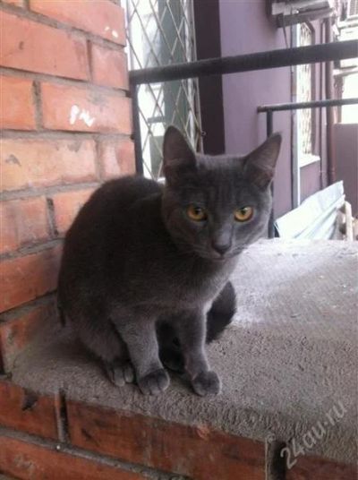 Лот: 2211605. Фото: 1. Котенок голубого окраса. Кошки, котята