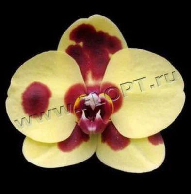 Лот: 2878461. Фото: 1. Орхидеи. Горшечные растения и комнатные цветы