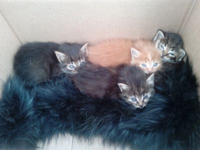 Лот: 12243506. Фото: 1. Котенок, Котёнок, Котята, Кошка... Кошки, котята