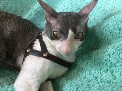 Лот: 14914023. Фото: 1. Котик Корниш Рекс в полном расцвете... Кошки, котята
