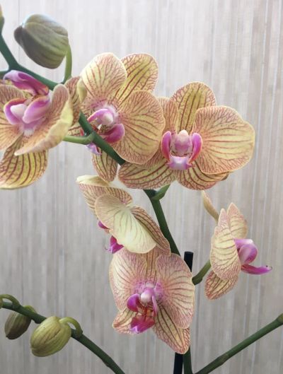 Лот: 14028135. Фото: 1. Орхидея 1. Горшечные растения и комнатные цветы