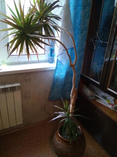 Лот: 9492239. Фото: 1. Драцена. Горшечные растения и комнатные цветы