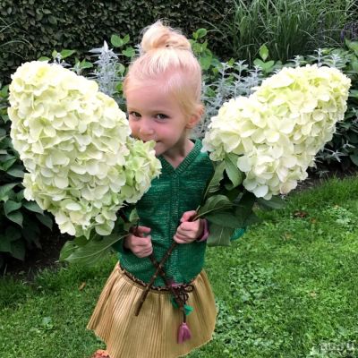 Лот: 15210082. Фото: 1. Гортензия Геркулес. 5 лет. Садовые цветы