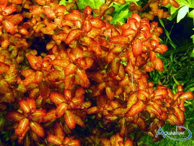 Лот: 8762024. Фото: 1. Людвигия Гвинея (Ludwigia sp... Водные растения