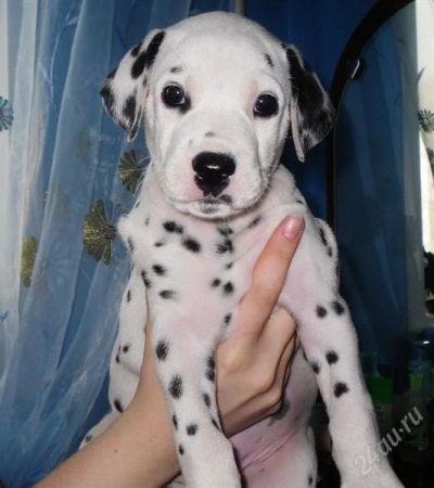 Лот: 988053. Фото: 1. Щенки Далматина!. Остальные животные