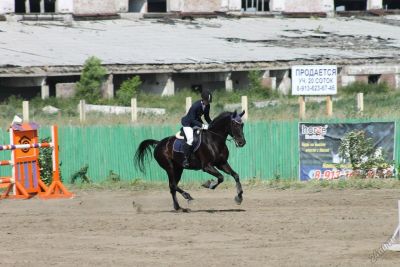 Лот: 6481830. Фото: 1. Турнирный мерин русской рысистой... Остальные животные