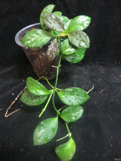 Лот: 13558927. Фото: 1. Хойя .Hoya sp. IR26. Горшечные растения и комнатные цветы