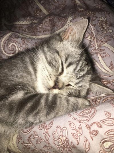 Лот: 10554811. Фото: 1. Британский мраморный котёнок. Кошки, котята